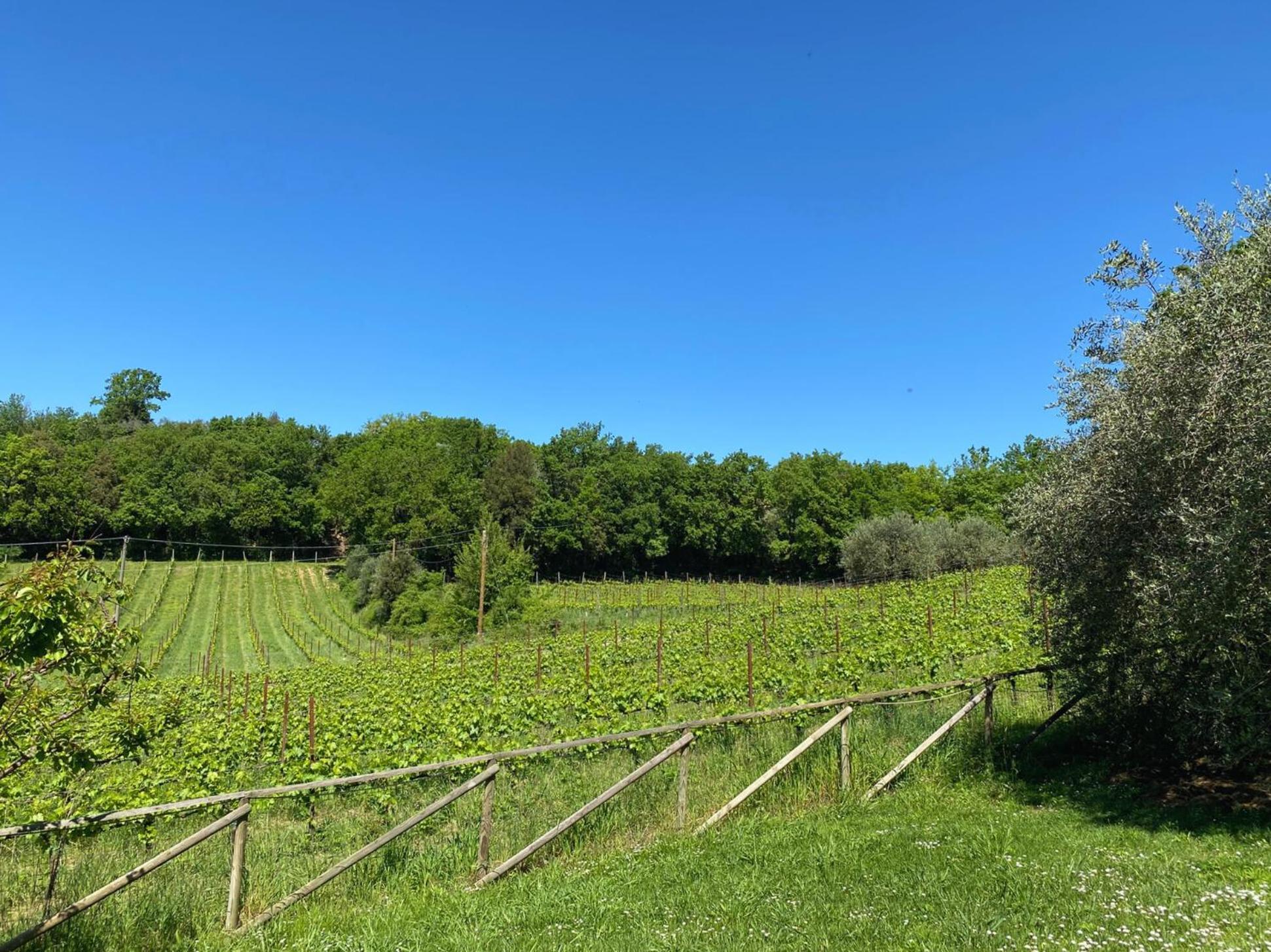 Agriturismo Borgo 7 Tigli - Apt 1 Montepulciano Stazione エクステリア 写真